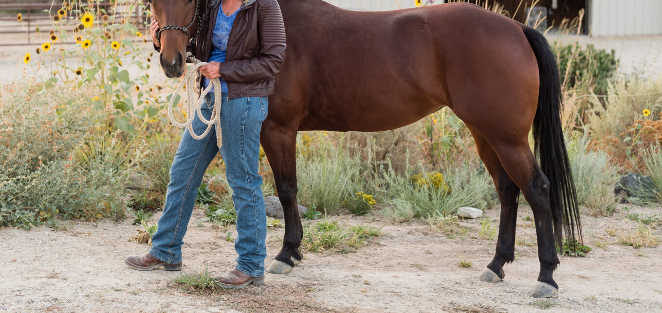 Horses for Clean Water – Mother Earth News - Vimarsana News